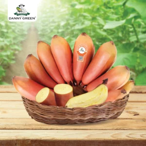 Chuối Lửa DannyGreen