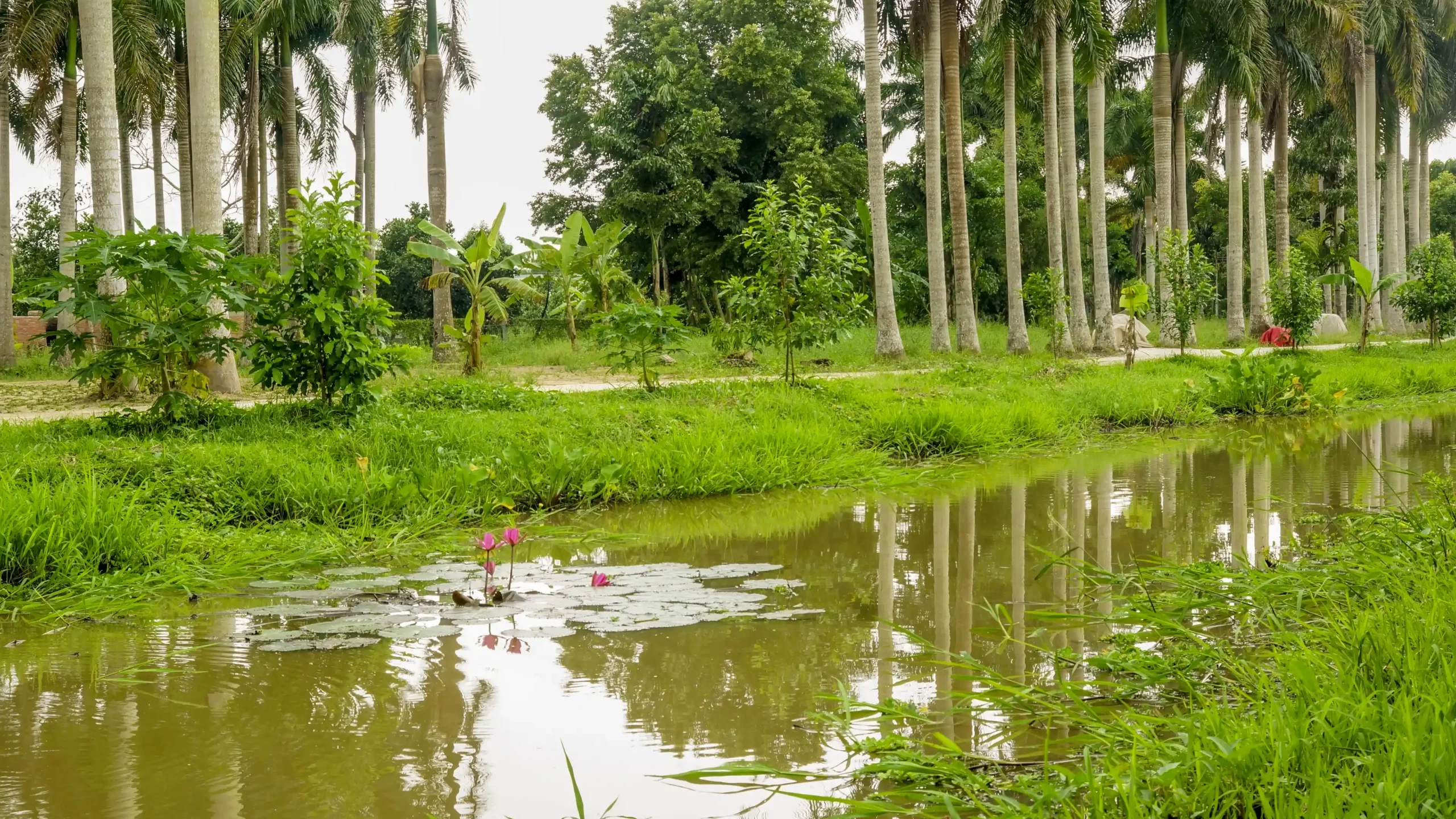 Bảo Gia Farm - Châu Thành Hậu Giang