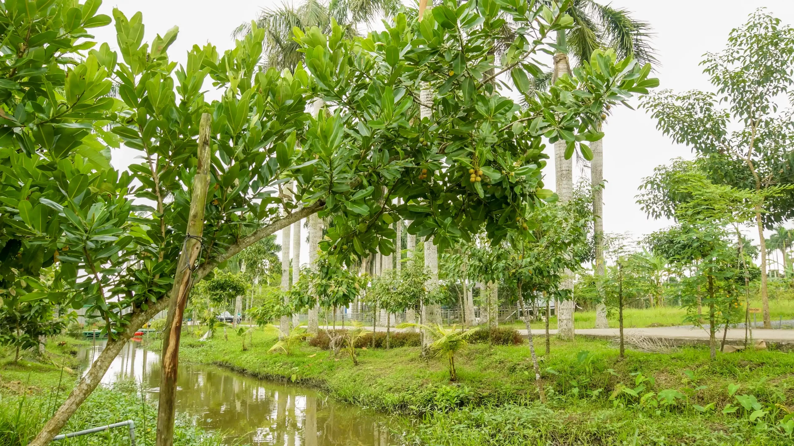 Bảo Gia Farm - Châu Thành Hậu Giang