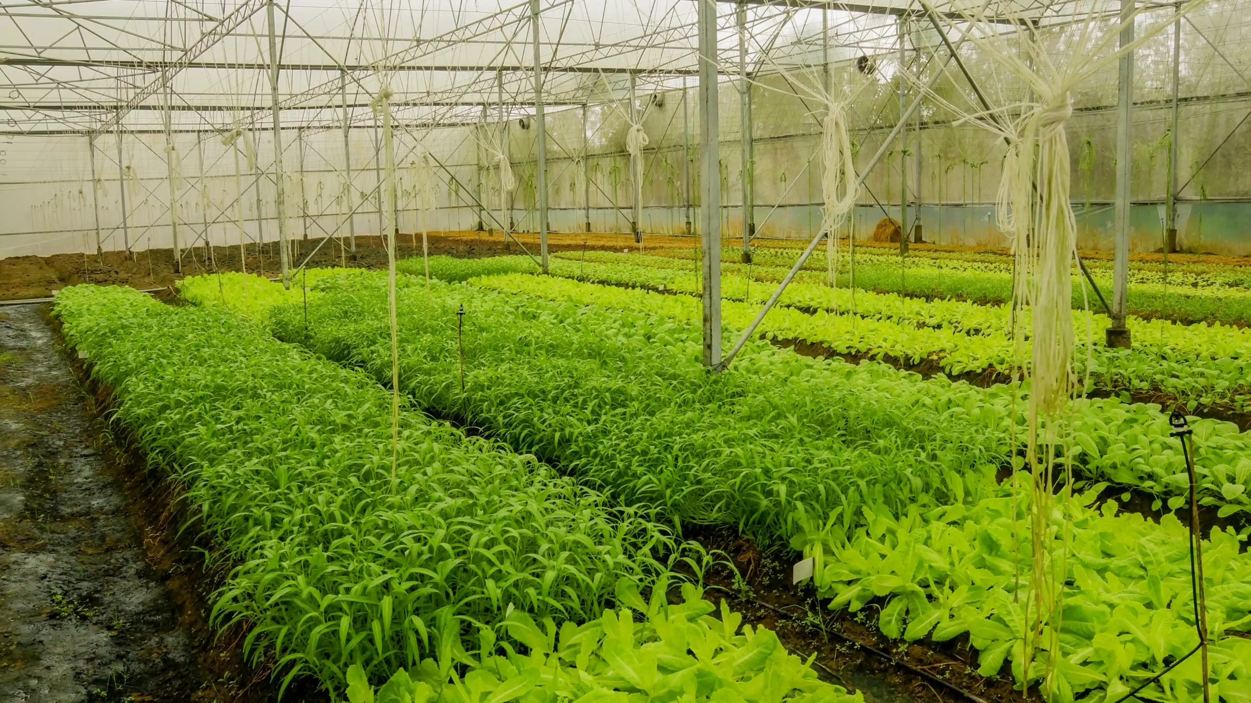 Bảo Gia Farm - Châu Thành Hậu Giang