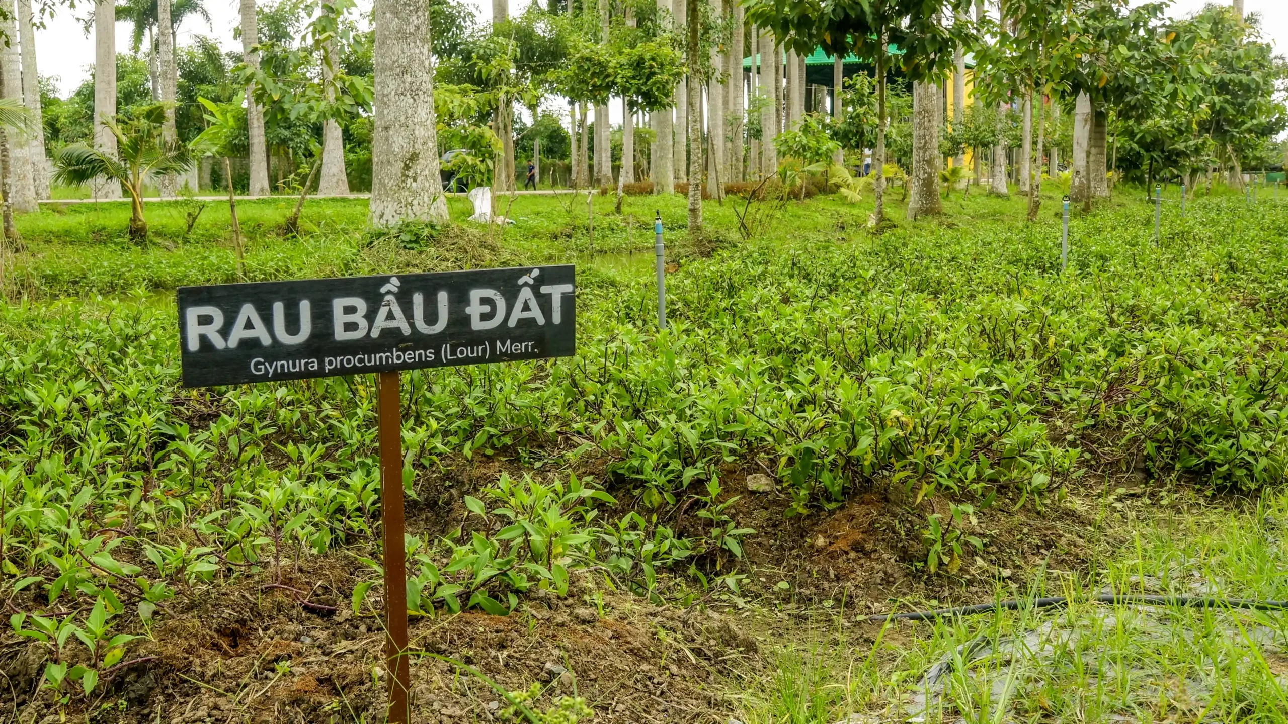 Bảo Gia Farm - Châu Thành Hậu Giang
