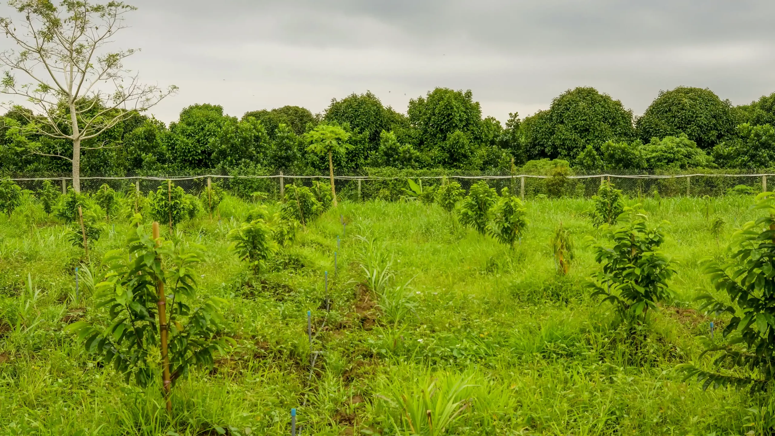 Bảo Gia Farm - Châu Thành Hậu Giang