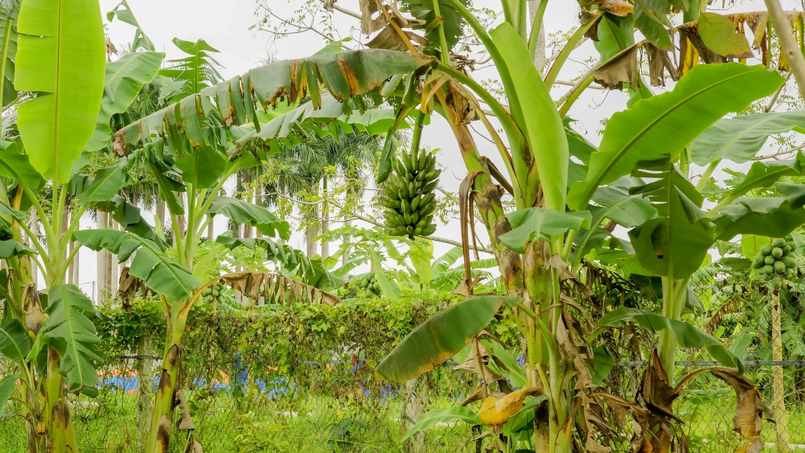 Bảo Gia Farm - Châu Thành Hậu Giang